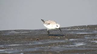 Sanderling (Calidris alba)- Foraging