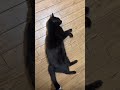 かわいい声でごろんの黒猫バロン🐈‍⬛black cat【猫動画】