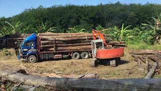 Loading kayu balak silam lahad datu sabah