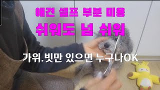 애견 셀프 미용 #눈털부분미용 #빗과 가위만 있으면 누구나 가능