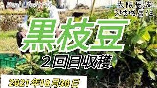 【手慣れてきました】黒豆２回目収穫