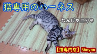 猫専門店の猫専用ハーネスを購入したので付けてみた猫！！【ベンガル】