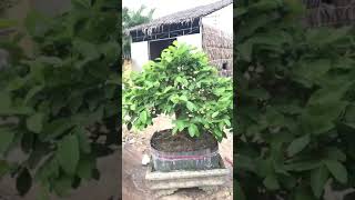 Báo giá cây ổi bonsai thành phẩm chi tay nuôi được 4 năm ae hợp ru 0966547007