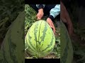 “Farmers’ Homegrown Watermelons: Big and Sweet!”