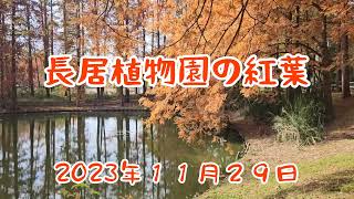 長居植物園の紅葉　１１月２９日の風景