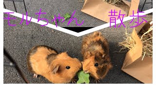 赤ちゃんモルモットのお外遊びand おやつタイム　baby guinea pigs