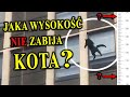 Z Jakiej Wysokości Może Bezpiecznie Spaść KOT?