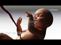 the incredible journey from pregnancy to birth 3d animation