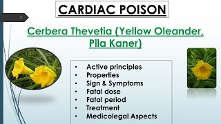 Cardiac Poison|| Cerbera Thevetia| Yellow Oleander| Pila kaner