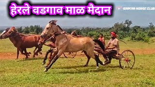 👉हेरले वडगाव || दाजी सरकार माळ घोडा गाडी शर्यात🔥 horse cart race