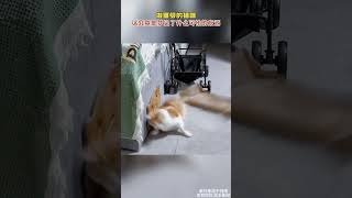 貓咪做噩夢瞬間驚起，難道是夢見小魚乾被偷了嗎？#貓咪 #cat #寵物 #pets #萌寵 #cutepet #funnypet #cuteanimal