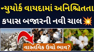 ન્યુયોર્ક વાયદામાં અનિશ્ચિતતા કપાસ બજારની નવી ચાલ l kapas l cotton l કપાસના ભાવ