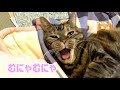 舌しまい忘れの熟睡猫