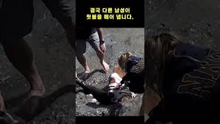 핏불에 물린 아기물개의 생사는?!! 😭😱😰 #shorts #animal