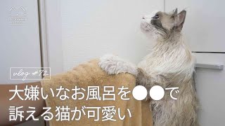 大嫌いなお風呂を○○で訴える猫が可愛い｜ラグドール猫 #72