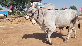 తనగల సీనియర్ విభాగానికి వచ్చినటువంటి జతలు-seniors bulls race in tanagala-ox videos-cattle race video