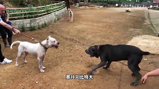 老虎有多可怕，10只比特犬能不能杀死一只老虎？