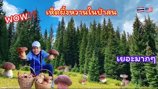 เก็บเห็ด🍄🍄เห็ดผึ้งหวานในป่าสนดอกตุ้ปุ้ติปิกำลังพ้นดินขึ้นใหม่ เห็ดปะการังงามๆเก็บเห็ดขี้เก่าเขาEp.10