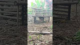 🔴 A monkey trap made of bamboo