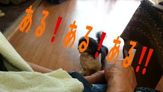 おやつ欲しさにあるある！と喋る犬 ムク