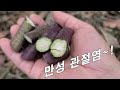 병원에서도 놀란 가시덤불 속 숨어있던  항암약초~! 골다공증, 만성관절염 깜짝 놀랄만큼 효능 좋다.