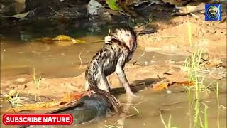 Unbelievable! A Fish Catches a Monkey – Nature’s Twist You Must See #nature #naturelovers #travel