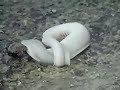 eel eating crabs on clipperton island in 1977