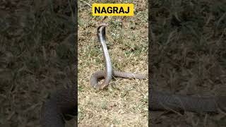 🐍🐍🐍NAGRAJ NAG SAAP #shorts #ytshorts #ytshort #video #short #viral #yt #youtube