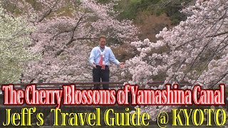 The Cherry Blossoms of Yamashina Canal