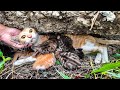 LTT Animal || Mother Cat's Brave Rescue: Saved from Rocky Crevice!