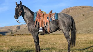 Merle Haggard- 2016 Gelding