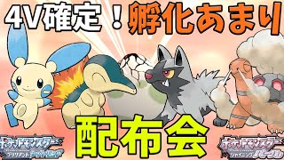 オシャボ！4V以上！孵化あまり交換会！【ポケモンBDSP】