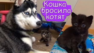 ХАСКИ ВОСПИТЫВАЕТ БРОШЕННЫХ КОТЯТ / ДЖЕССИ ЗАЩИЩАЕТ КОТЯТ ОТ БАЙКАЛА