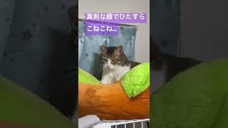 元野良猫のミミ男さん、なぜかパンこね職人にジョブチェンジ