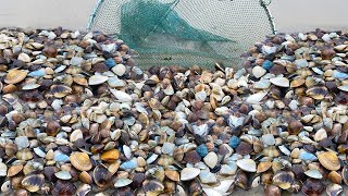 Clams are harvested, fish and crabs are swarming, making a fortune