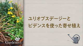 ♪ 秋の寄せ植え3分レシピ ♪ユリオプスデージーとビデンスを使った寄せ植え