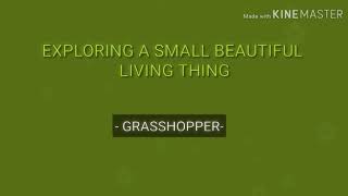 Grasshopper (Secret Behavior)