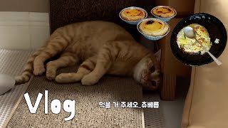 vlog * 고양이 브이로그 | 새벽에 자꾸 센서등 키는 빌런 | 한가롭고 행복한 주말 얼마만인건데.. | 오랜만에 그루밍숍 방문하실게요 | 허둥지둥 김호랭 일상 Ep.39