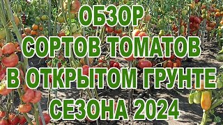 Обзор сортов томатов в открытом грунте сезона 2024