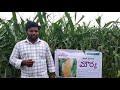 agroisia seeds pvt ltd sweet corn maurya srinivasa seeds vijayawada cell 9963934488