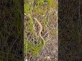 Alligator lizard in the grass #animals #reptiles #lizard