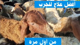 علاج الجرب عند الاغنام بطريقه سهله وبسيطه