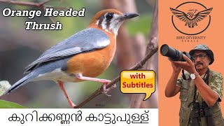 Orange-Headed Thrush | Kurikkannan Kattupullu |  Geokichla citrina | കുറിക്കണ്ണൻ കാട്ടുപുള്ള് | Bird