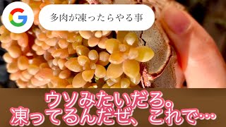 【多肉が凍ったら】諦めないで解凍しましょう！