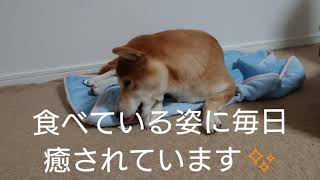 歯磨きガムを食べる柴犬