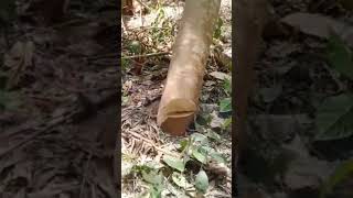 pohon A2 ambruk di senso #feedshorts #shortsviral #husqvarna #chainsaw #feeding #federal #viralvideo