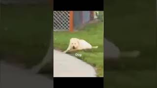 Funny Animal Videos 2022 😂 - Funniest Dogs Videos 😺😍 #shorts