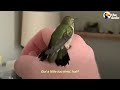 Man Finds Baby Hummingbird On The Side Of The Road  The Dodo