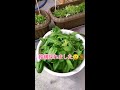 お家のベランダでほうれん草栽培～全て収穫🥬 🥬 ✂️