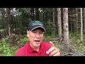 Clearcutting & forest management